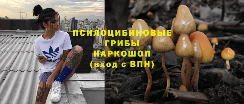 Псилоцибиновые грибы Psilocybe  Зея 